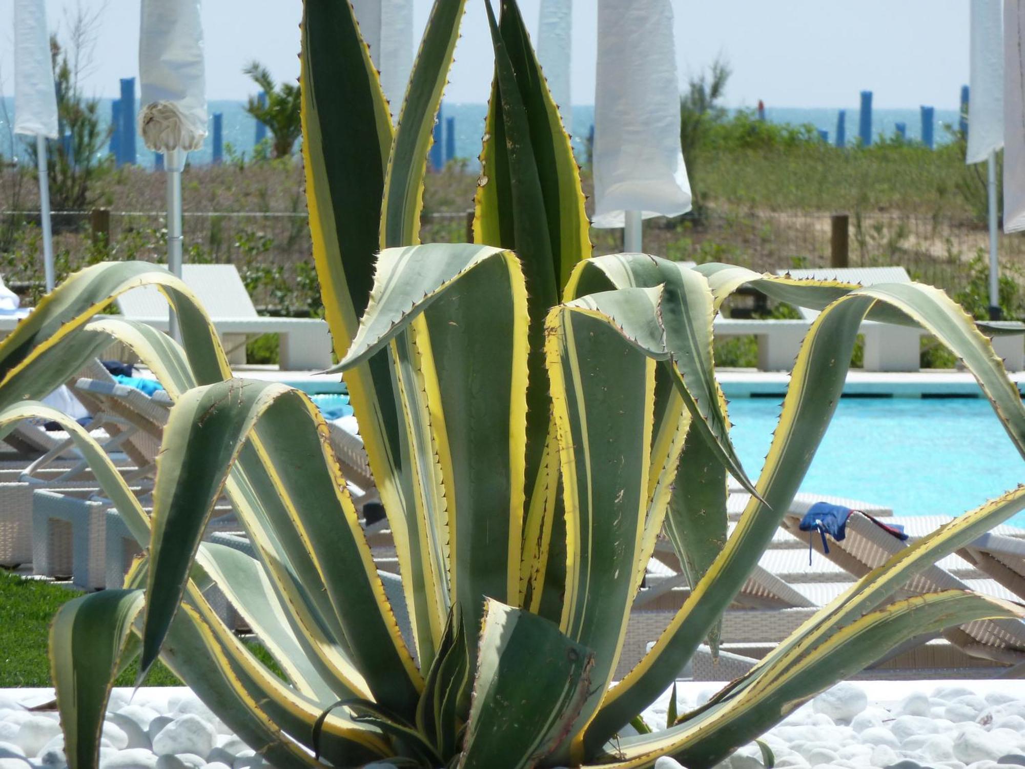 Hotel Mediterraneo Suite&Residence Lido di Jesolo Exterior foto